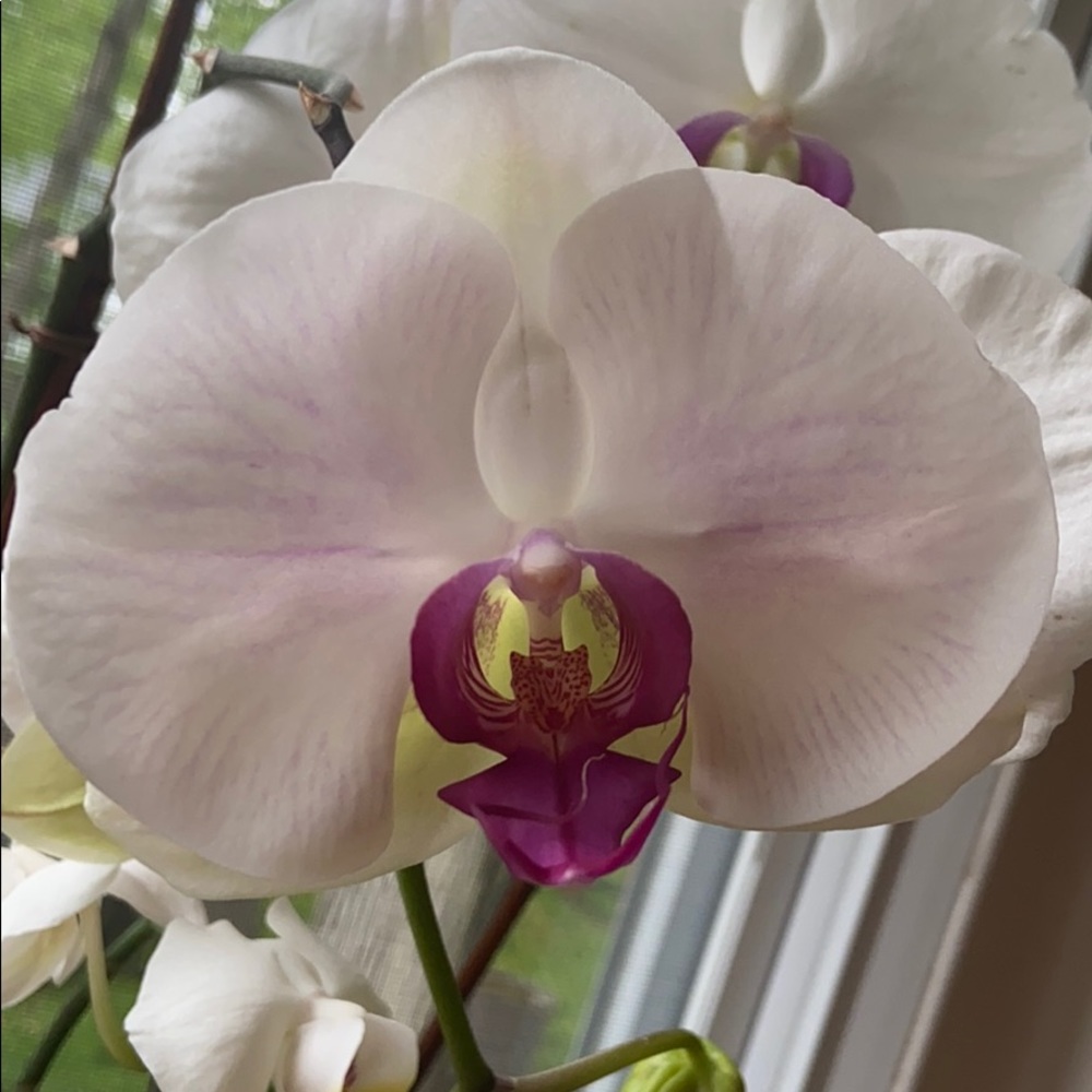 Meet your Posh Ambassador, Gisele